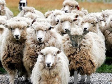 Τα πρόβατα με το λύκο