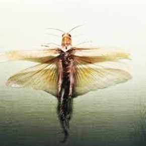 «Τραφείτε με έντομα»