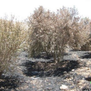Ισραηλινοί έποικοι καταστρέφουν ελαιόδεντρα με χημικές&nbsp;ουσίες