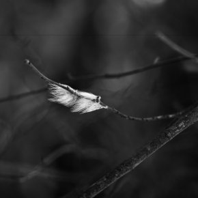 Φτερά στον άνεμο της παγκοσμιοποίησης…