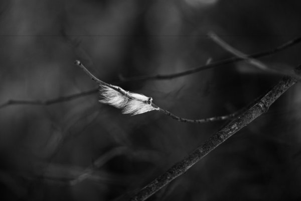 φτερο_στον_άνεμο