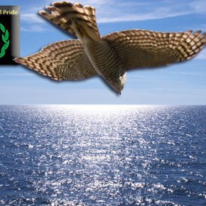 Το φιλέρημο γεράκι – Όταν η ιδέα έγινε θύελλα – Αντίστροφη μέτρηση – Μέτρα τα φώτα – Γεράκια θάλασσας – Κράτα την ανάσα σου – Η μη αναστρέψιμη υπόσχεση – Όταν πετάξαμε στη θάλασσα – Στα θεμέλια του&nbsp;ουρανού