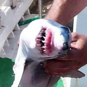 Πιάστηκε λευκός καρχαρίας στην Κεφαλονιά&nbsp;(φωτό)