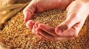 ΚΑΛΛΙΕΡΓΕΙΤΑΙ ΤΟ ΑΡΧΑΙΟΤΕΡΟ ΔΗΜΗΤΡΙΑΚΟ Ζέα: Ο σπόρος των θεών και του&nbsp;Μεγαλέξανδρου!