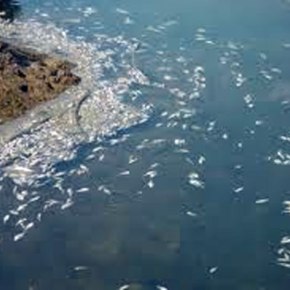 Ελλάδα,ψάρια πηδάνε έξω από την θάλασσα, είναι αυτό κάποιο&nbsp;σημάδι;