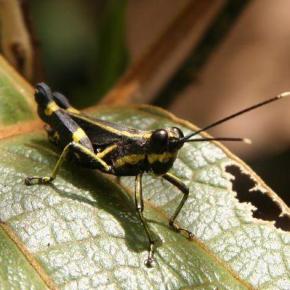 Η ΕΠΕΡΧΟΜΕΝΗ ΑΚΡΙΔΑ