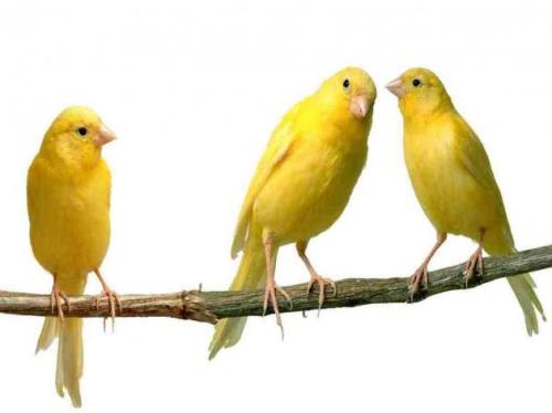 Three%20Yellow%20Canaries%20Birds-630x472
