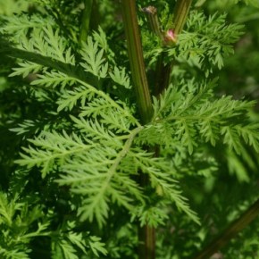 Φυτό σκοτώνει το 98% των καρκινικών κυττάρων μέσα σε 16&nbsp;ώρες!!