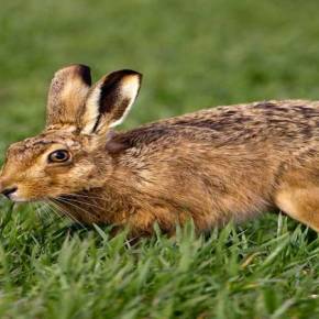Ο Ν.Δένδιας, το σπαθί, ο λαγός και ο&nbsp;τίγρης…