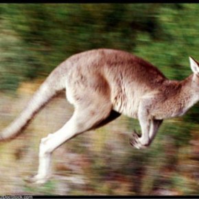 Θα βάλουμε τα …καγκουρό να φυλάνε την ΑΟΖ! Τα τραγελαφικά με την ΕΑΒ και τα P&nbsp;3