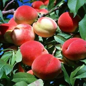 Αίρεται το ρωσικό εμπάργκο στα ελληνικά αγροτικά προϊόντα! – Τεράστια ανάσα στην&nbsp;οικονομία