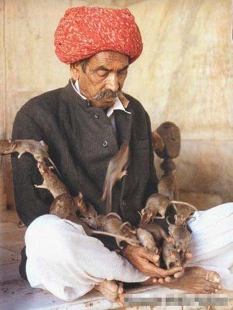 Karni Mata, ναός των αρουραίων 07