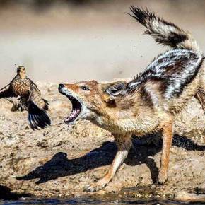 Έξωση της Ελλάδας Ζητούν οι Βαλκάνιοι Φίλοι&nbsp;μας