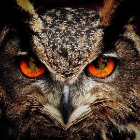 BOMBΑ: Πληρωμένοι δολοφόνοι (κουκουβάγιες) ήρθαν στην Ελλάδα και αυτή&nbsp;καίγεται!