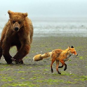Η Τουρκία σαν αλεπού στην γεωπολιτική παγίδα του ΑΓΙΟΥ&nbsp;ΠΑΙΣΙΟΥ