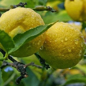 ΚΑΤΑΓΓΕΛΙΑ ΙΝΚΑ: Τα ελληνικά λεμόνια σαπίζουν στα δέντρα και εισάγουμε&nbsp;τούρκικα!