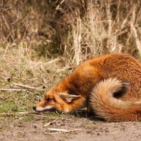 ΜΕ ΤΗΝ ΟΥΡΑ ΣΤΑ ΣΚΕΛΙΑ Η «ΑΛΕΠΟΥ» ΤΗΣ&nbsp;ΑΓΚΥΡΑΣ