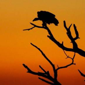 Η Τράπεζα της Ελλάδος παραδίδει τα σπίτια και τις επιχειρήσεις των Ελλήνων στα «vulture»&nbsp;funds