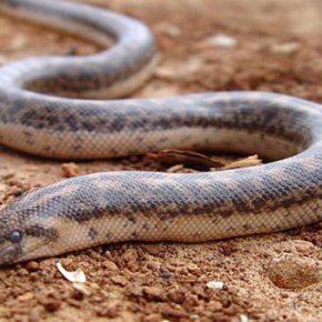 Αυτό το φίδι χρησιμοποιούσαν οι Αρχαίοι Έλληνες για να νικήσουν τους εχθρούς τους!&nbsp;(Φώτο)