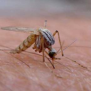 ΙΟΣ ΖΙΚΑ ΚΑΙ ΕΛΛΑΔΑ… Δεν Υπάρχει Εμβόλιο, Δεν Υπάρχει Αγωγή, Δεν Υπάρχει Θεραπεία  –  ΙΟΣ ΖΙΚΑ… Κορυφαίος Εμπειρογνώμονας Αποκαλύπτει: «Βρισκόμαστε σε Βιολογικό&nbsp;Πόλεμο»