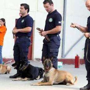 Ετσι εκπαιδεύονται τα σκυλιά της ΕΛ.ΑΣ&nbsp;(βίντεο)