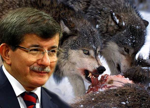 mogola--gray-wolf-625x450