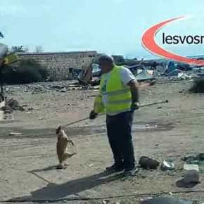 ΦΡΙΚΗ ΣΤΗ ΛΕΣΒΟ! Μετανάστες μάζευαν και έτρωγαν τα αδέσποτα σκυλιά&nbsp;(Βίντεο)