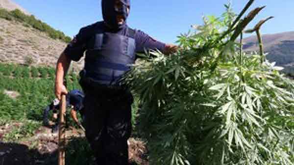 Albania_drugs_marijuana-300x168