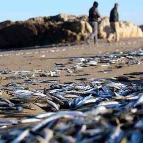 Δεν είναι αστείο – Στον Πόντο βγήκαν τα ψάρια στη&nbsp;στεριά!