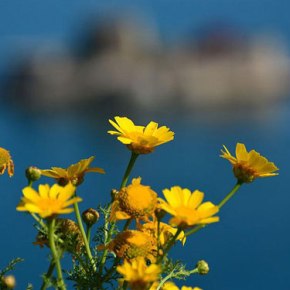 Πρωτομαγιά: Τα έθιμα, το μαγιάτικο στεφάνι και τα αρχέγονα λατρευτικά&nbsp;στοιχεία