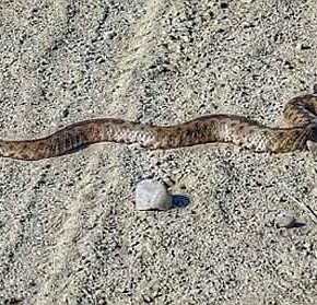 ΓΕΜΙΣΕ ΦΙΔΙΑ Η ΛΑΡΙΣΑ – Oι κάτοικοι έχουν τρομοκρατηθεί – Τι λέει η δημοτική αρχή και η θεωρία…&nbsp;συνωμοσίας