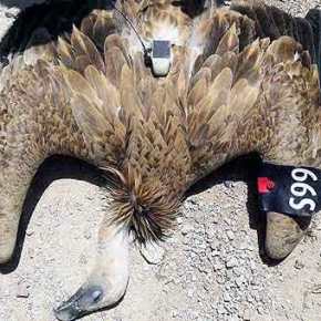 ΕΠΑΘΑΝ ΣΟΚ ΟΙ ΤΟΥΡΚΟΙ ΑΠΟ…ΠΟΥΛΙΑ «ΚΑΤΑΣΚΟΠΟΥΣ» ΜΕ… ΚΑΜΕΡΕΣ ΚΑΙ&nbsp;ΤΣΙΠΣ!