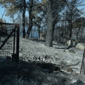 Να μη φυτρώσουν… τσιμέντα