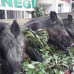 ΓΙΟΡΤΑΣΑΝ ΤΗΝ ΝΙΚΗ ΚΑΤΑ ΤΩΝ ΕΛΛΗΝΩΝ ΜΕ… ΠΟΙΟΣ ΘΑ ΣΦΑΞΕΙ ΤΟ ΜΕΓΑΛΥΤΕΡΟ ΑΓΡΙΟΓΟΥΡΟΥΝΟ!!!