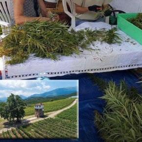 Καλλιεργώντας, ήμερη, κάνναβη στην&nbsp;Αρκαδία