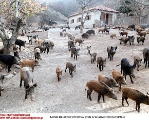 Θεσπρωτία: «Τα αγριογούρουνα έγιναν περισσότερα από τις κότες» – Προβληματισμός στα&nbsp;Φιλιατά!