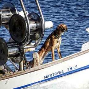 «Χαράτσι» και στα κατοικίδια! Υποχρεωτική στείρωση αλλιώς… 100&nbsp;ευρώ
