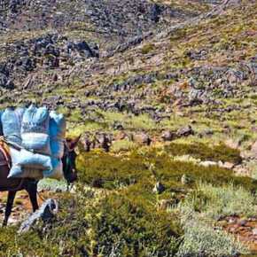 Οι Αλβανοί θερίζουν τον Γράμμο! Οργανωμένες επιδρομές από συμμορίες – Λεηλατούν τα δάση&nbsp;μας