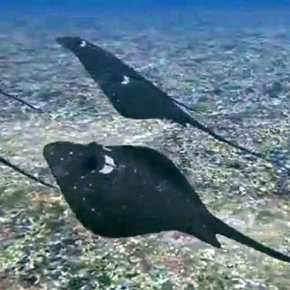 Με εκατοντάδες stealth «σελάχια-δολοφόνους» drones θέλει να ελέγχει το Αιγαίο το τουρκικό Ναυτικό!&nbsp;(βίντεο)