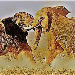 Όταν οι ελέφαντες παλεύουν το γρασίδι&nbsp;υποφέρει