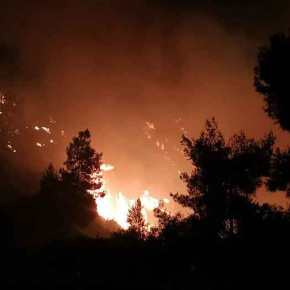 Βιβλική καταστροφή από τον ασυνείδητο που έκαψε τα κλαδιά του: Μαίνεται η φωτιά, πηγαίνει προς τα&nbsp;Μέγαρα